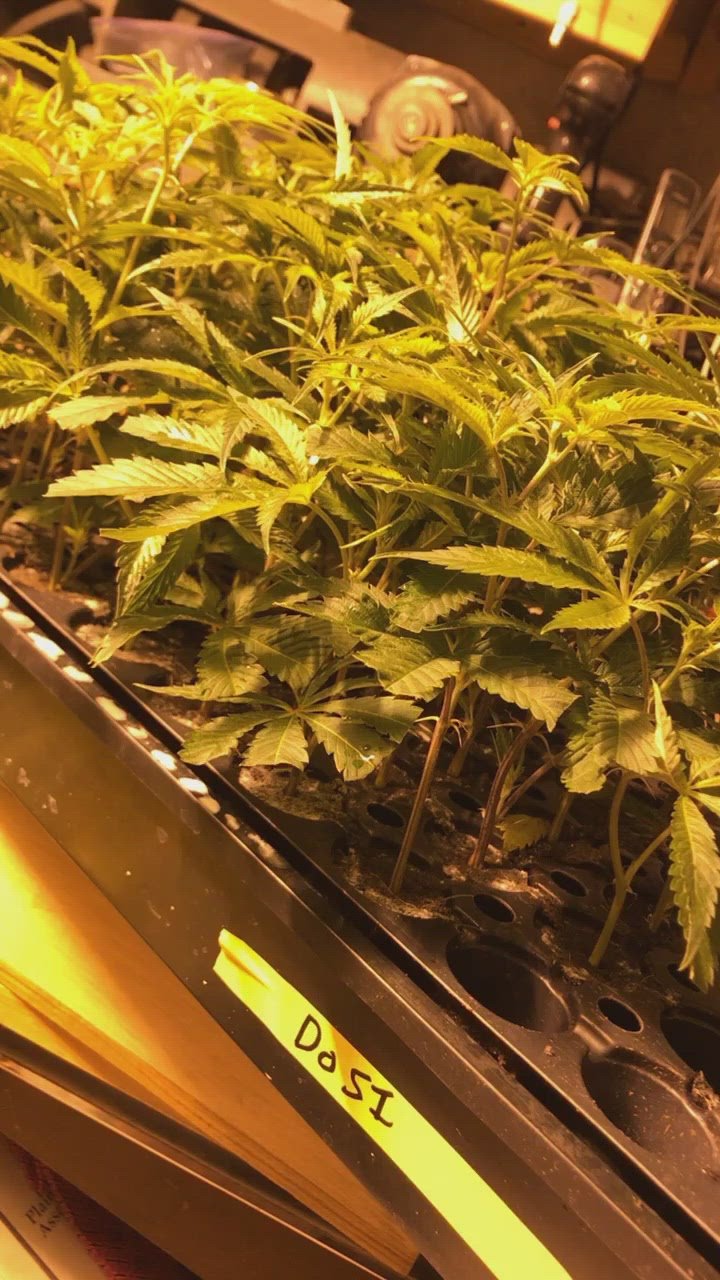 "The Complete Guide to Cannabis: From Seed to Harvest"
