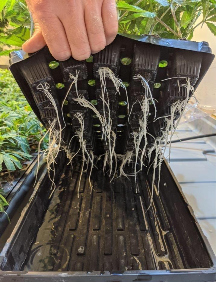 "The Complete Guide to Cannabis: From Seed to Harvest"