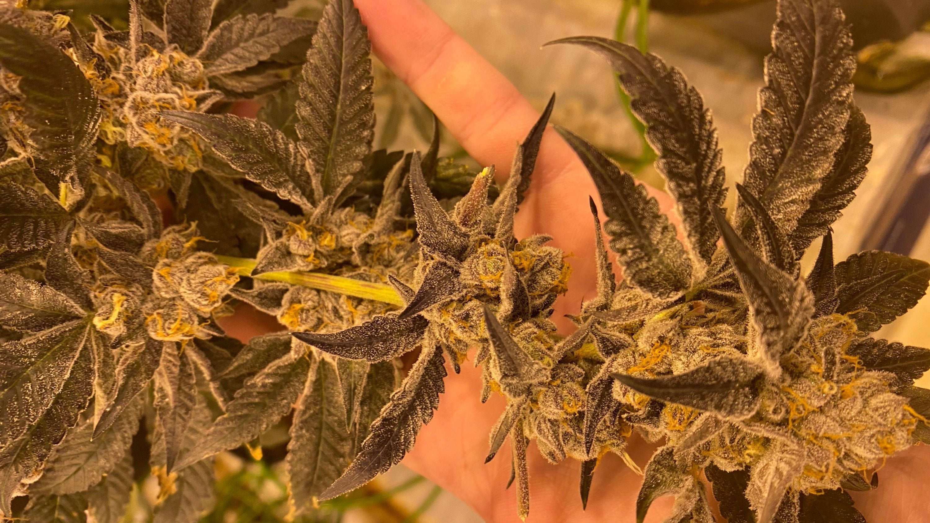 "The Complete Guide to Cannabis: From Seed to Harvest"