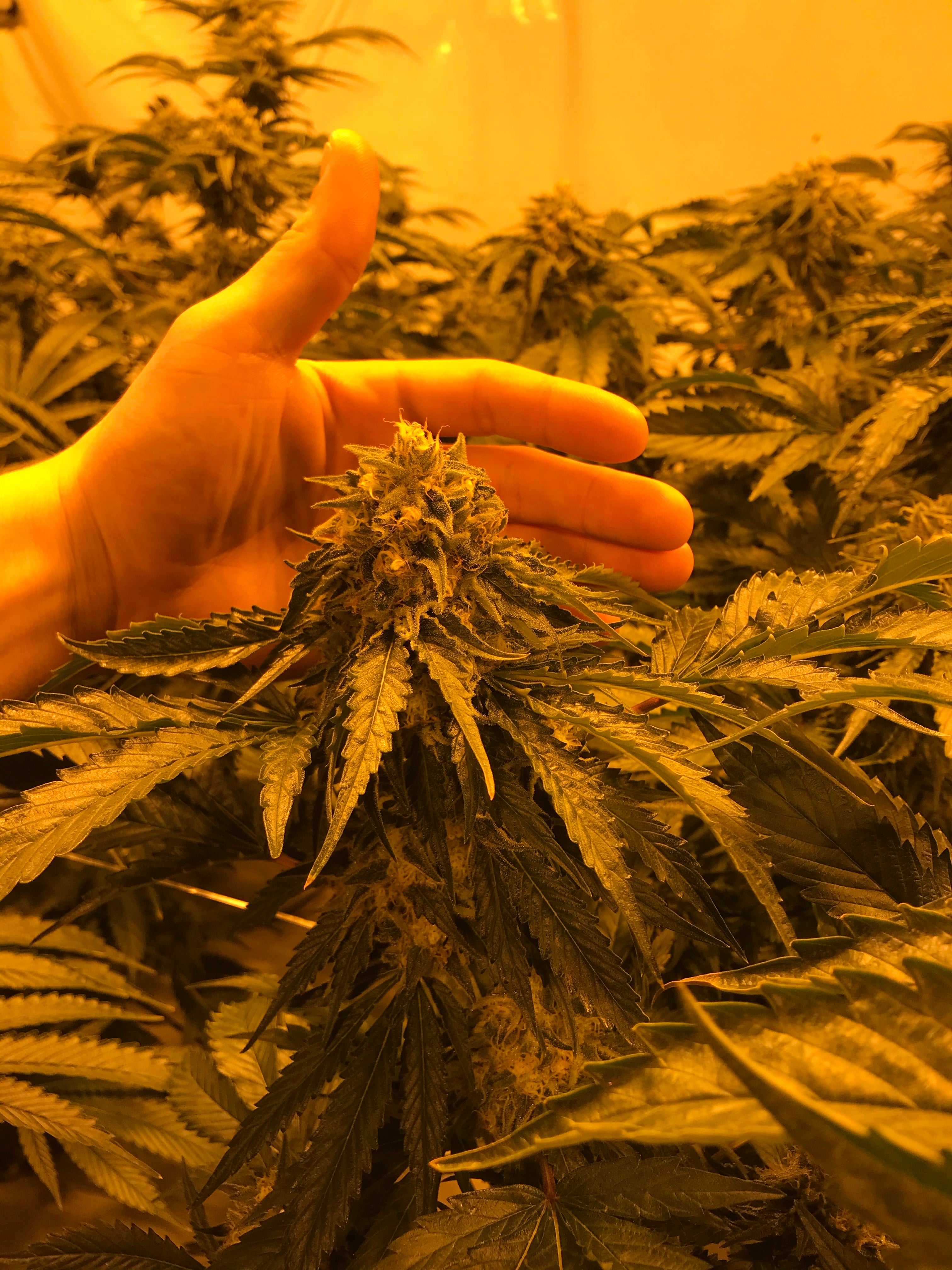 "The Complete Guide to Cannabis: From Seed to Harvest"