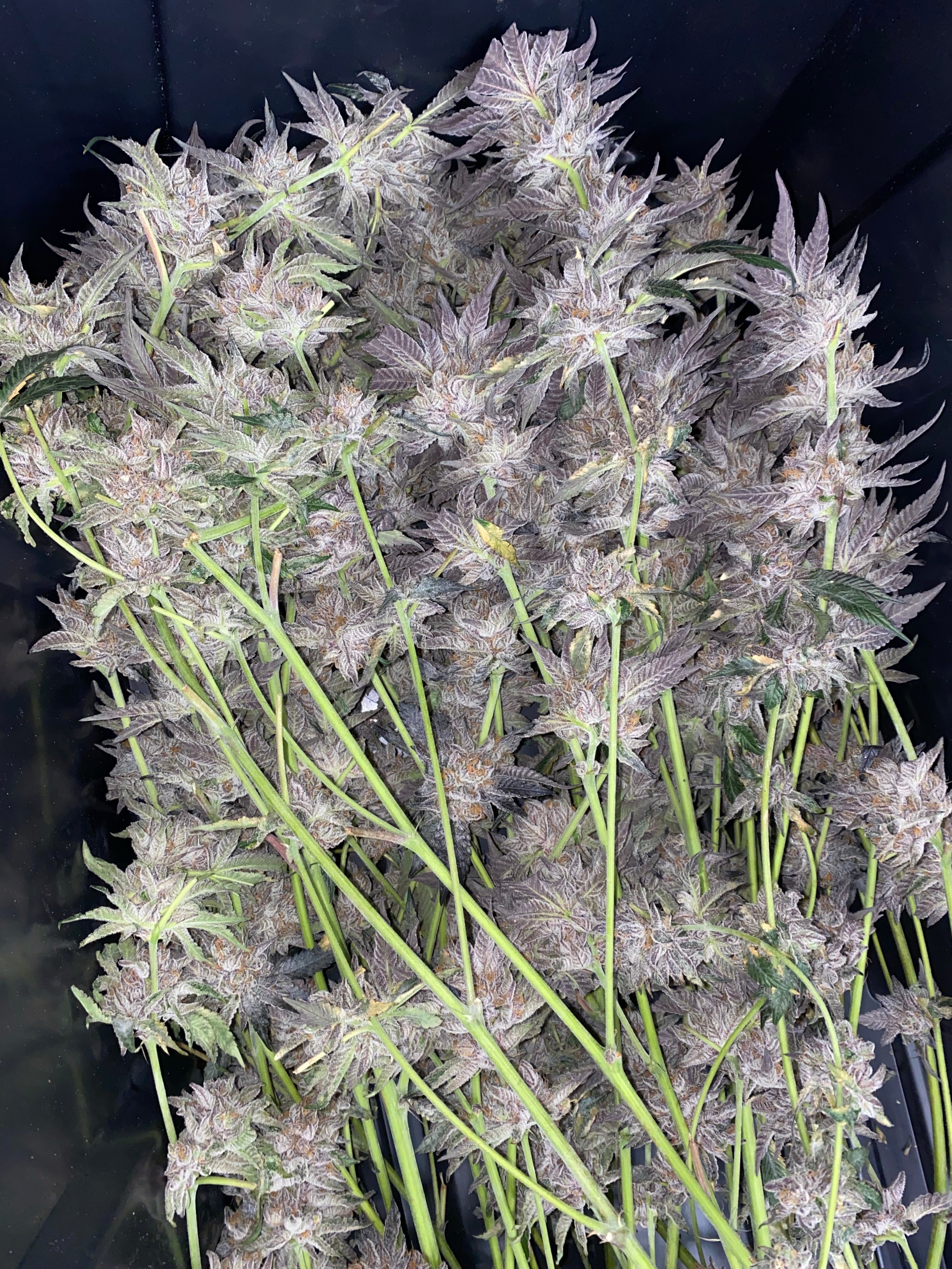 "The Complete Guide to Cannabis: From Seed to Harvest"