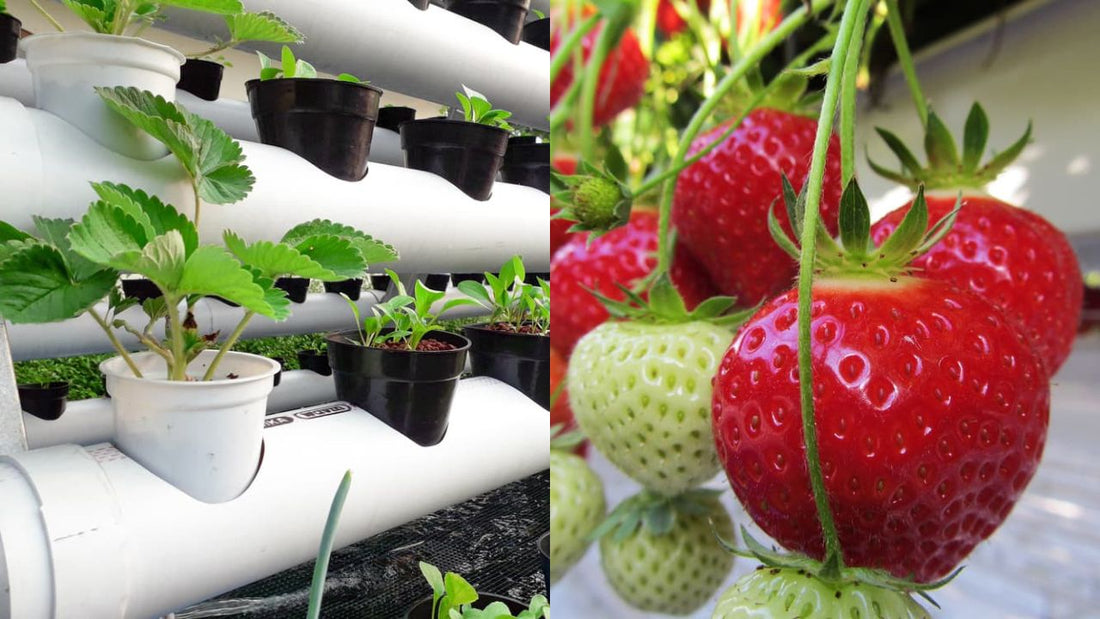 The Ultimate Guide To Growing Award Winning Hydroponics Strawberries