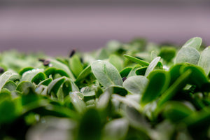 The Best and Most Affordable Way to Grow Microgreens