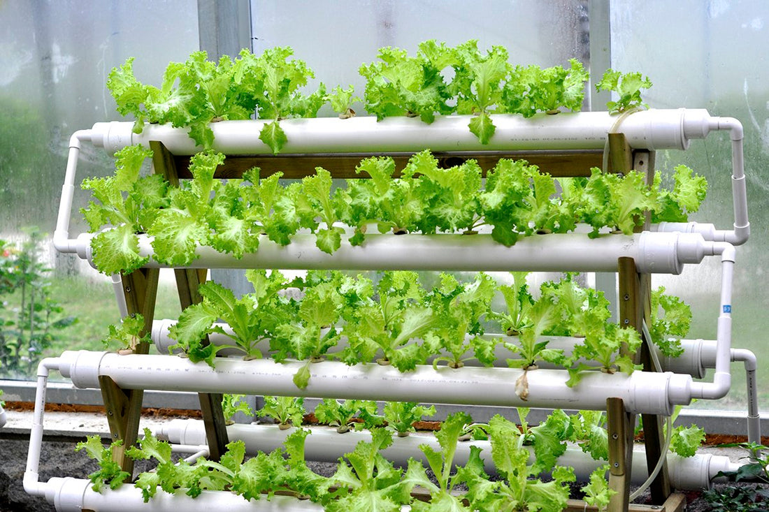 Hydroponic Gardening Blog