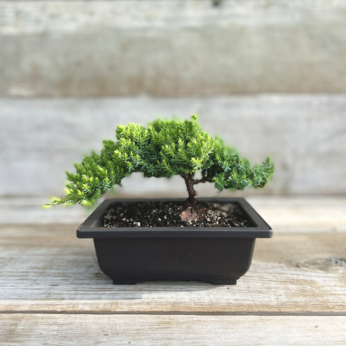 6-inch Japanese Juniper bonsai tree in a black training pot