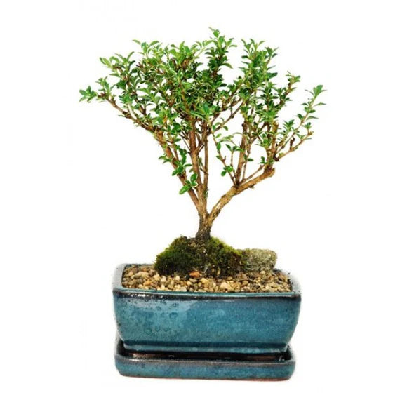 Snow Rose Serissa Bonsai - Small