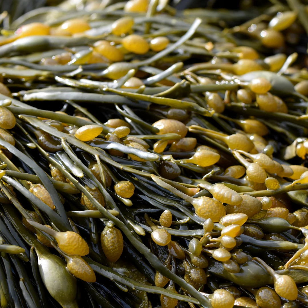 Kelp Meal 20Kg