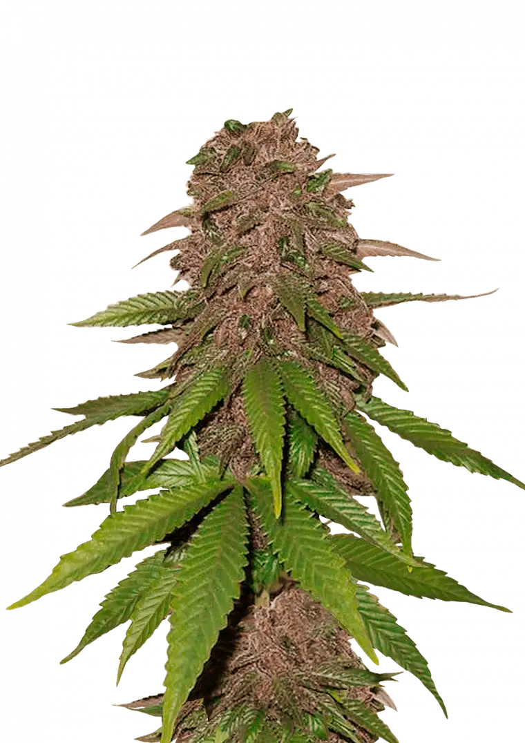 42.fastbuds - C4 Auto 5 pack fem