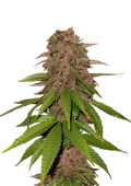 42.fastbuds - C4 Auto 5 pack fem