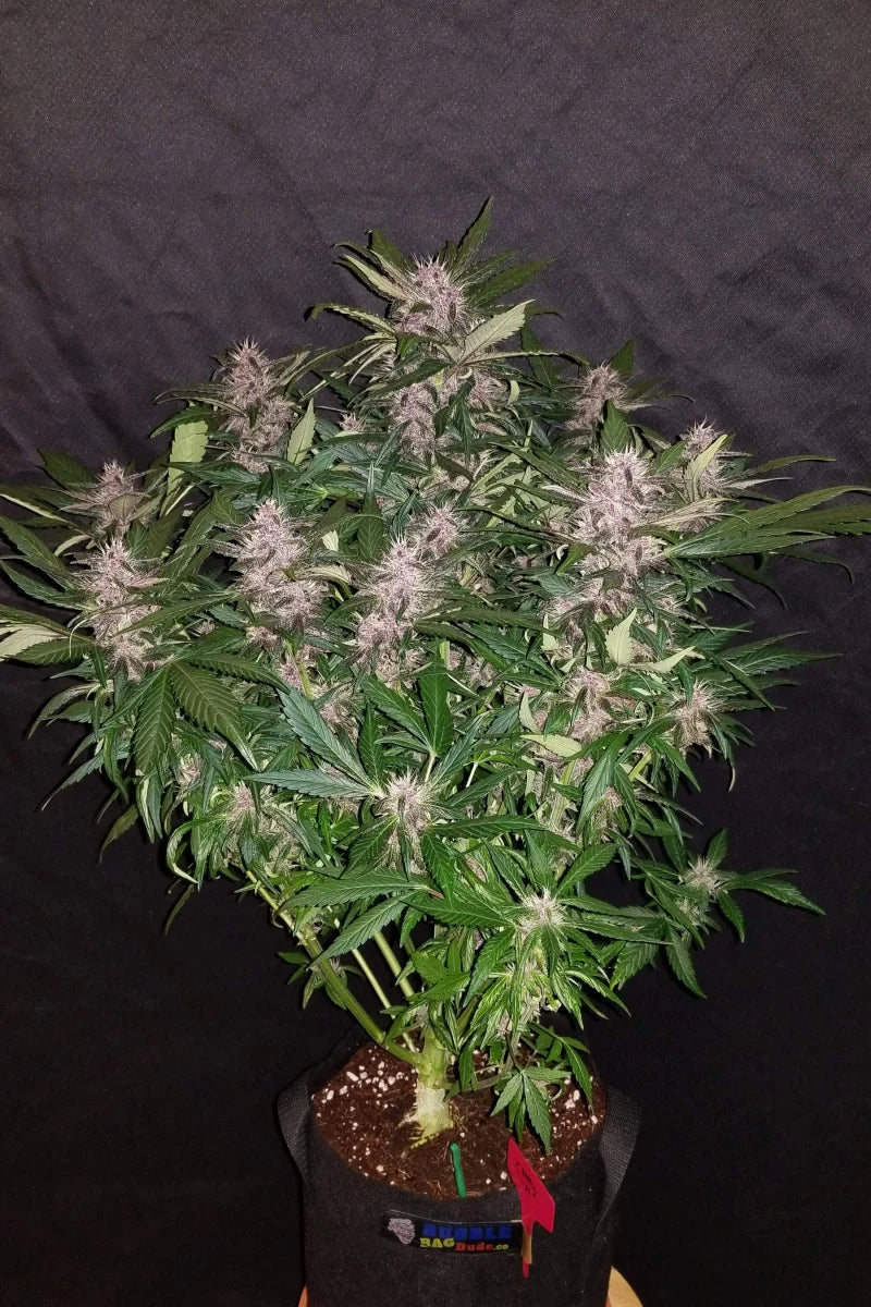 42.fastbuds - C4 Auto 5 pack fem