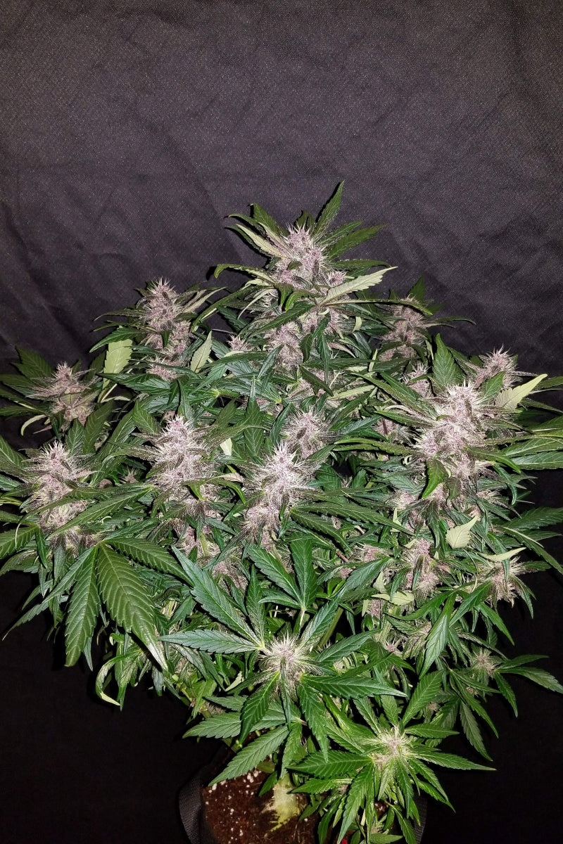 42.fastbuds - C4 Auto 5 pack fem