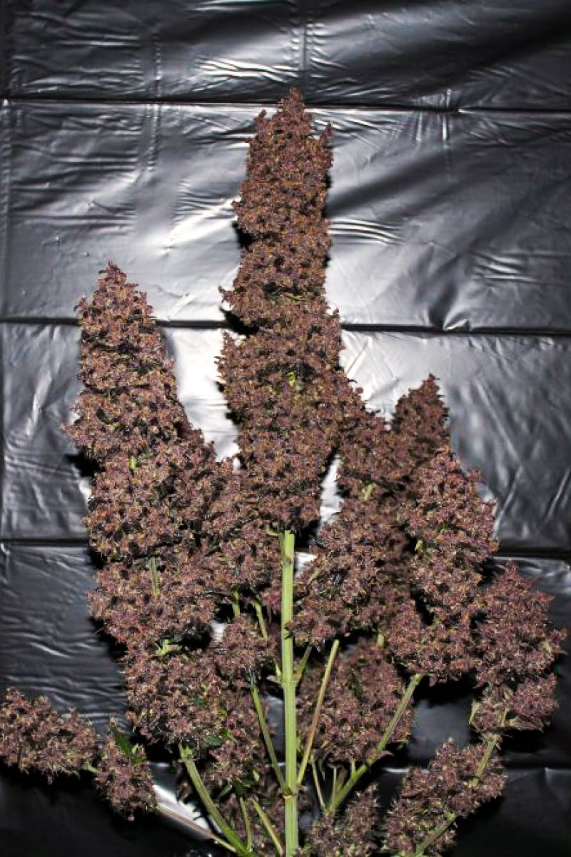 42.fastbuds - C4 Auto 5 pack fem