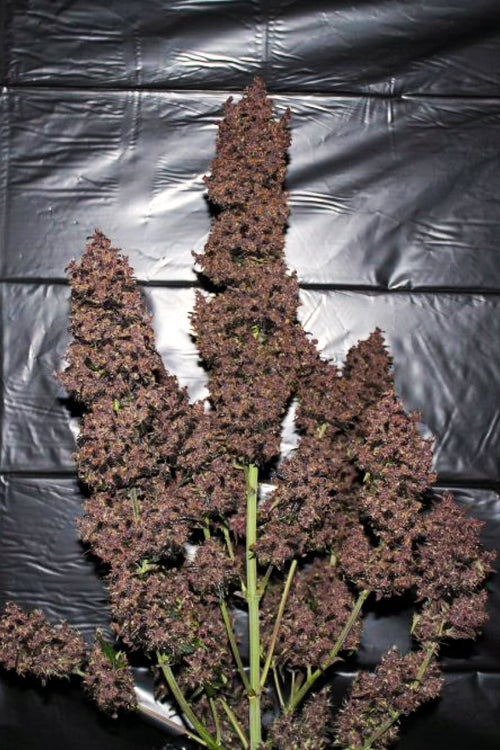 42.fastbuds - C4 Auto 5 pack fem