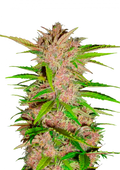 42.fastbuds - Fastberry Auto 5 pack fem