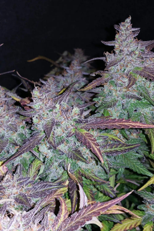 42.fastbuds - Fastberry Auto 5 pack fem