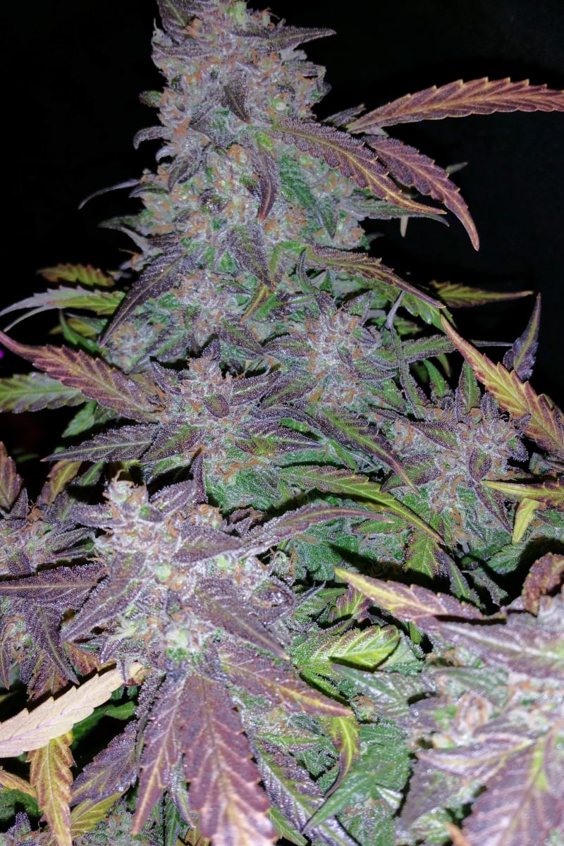 42.fastbuds - Fastberry Auto 5 pack fem