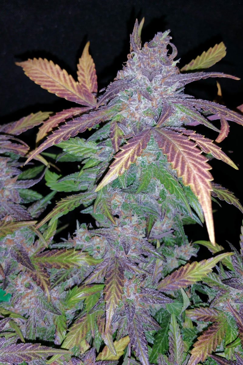 42.fastbuds - Fastberry Auto 5 pack fem