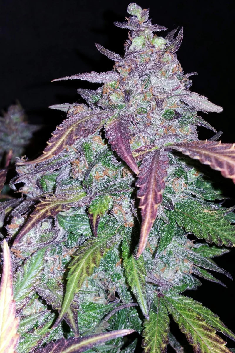 42.fastbuds - Fastberry Auto 5 pack fem