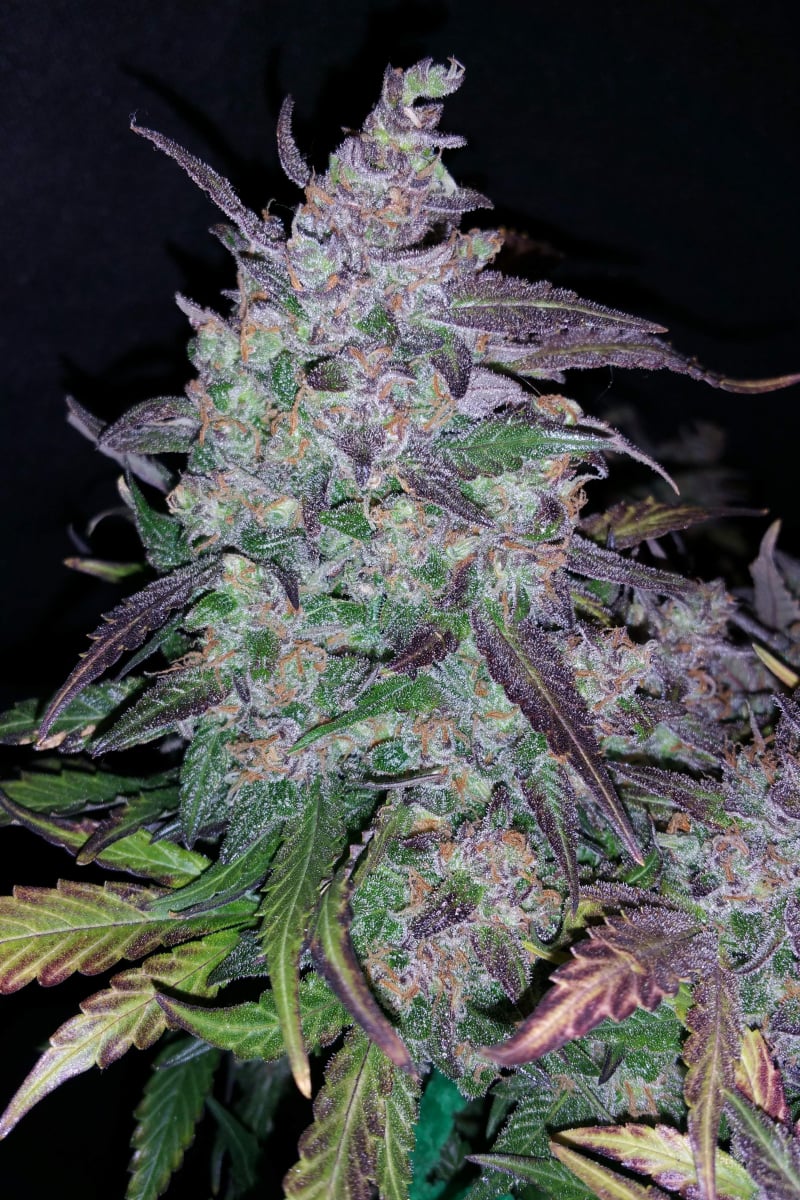 42.fastbuds - Fastberry Auto 5 pack fem