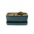 Bonsai Pot Blue self-watering