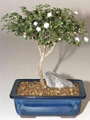 Snow Rose Serissa Bonsai - Small