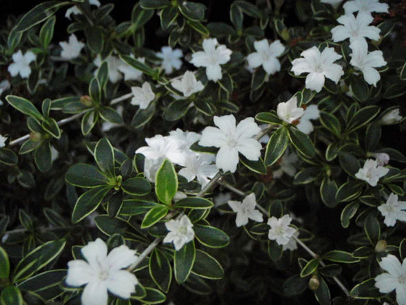Snow Rose Serissa Bonsai - Small