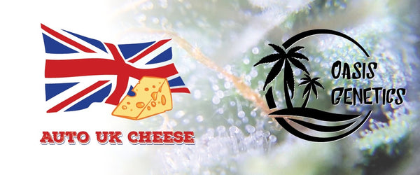 UK Cheese - Collectible