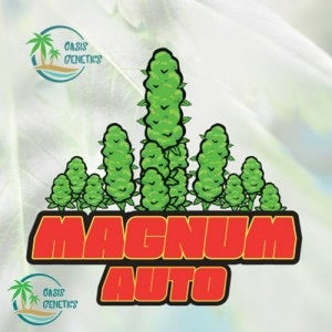 Magnum Auto- Collectible