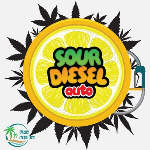 Sour diesel Auto - Collectible