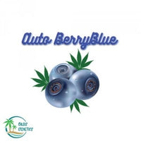 Auto Aurora Borealis- Collectible