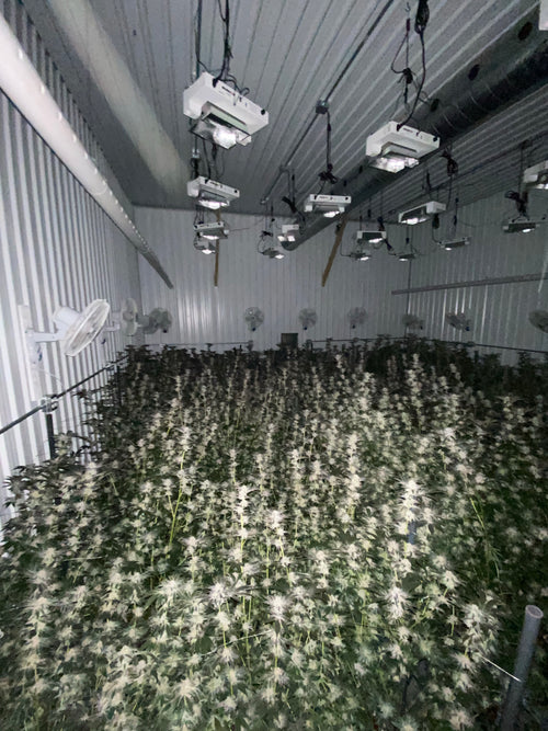 "The Complete Guide to Cannabis: From Seed to Harvest"