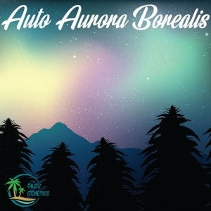 Auto Aurora Borealis- Collectible
