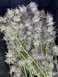 Harvest / Dry S.O.P