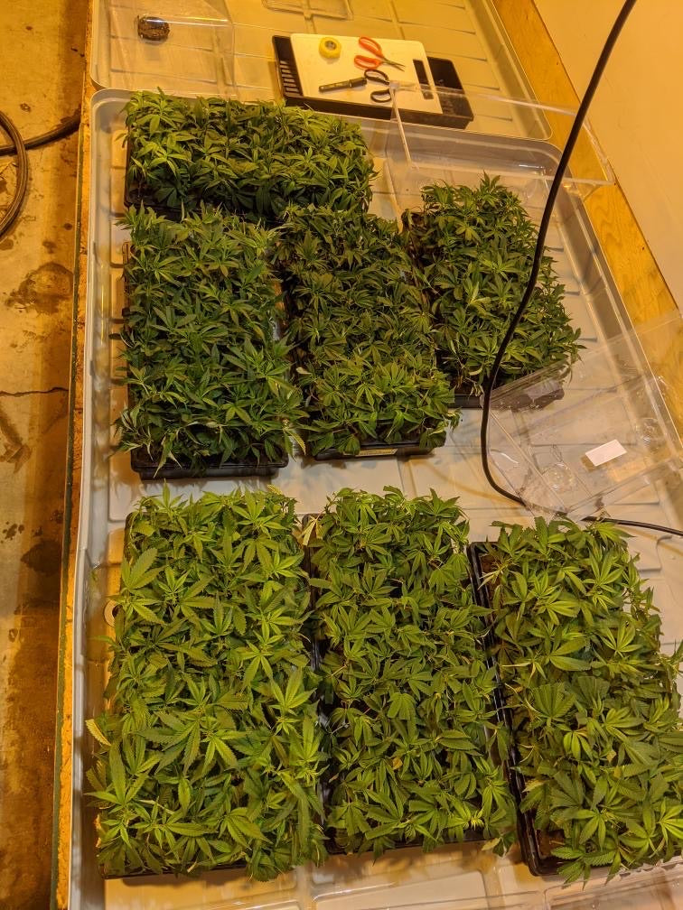 "The Complete Guide to Cannabis: From Seed to Harvest"